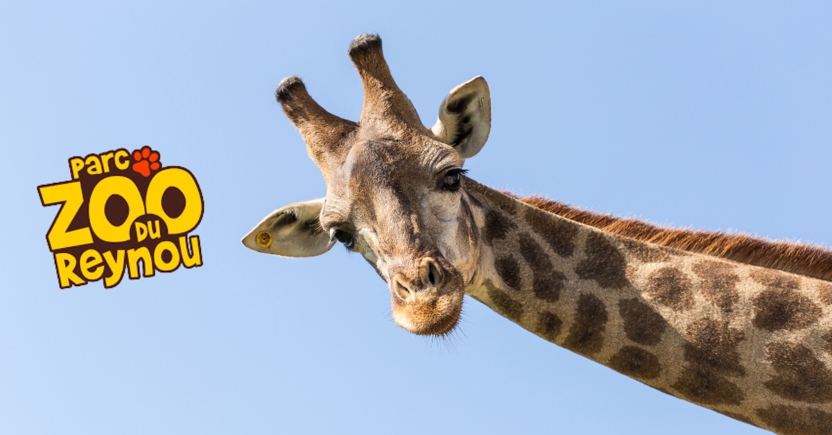 Great days out from the Wyndham Halcyon Retreat: Reynou Zoo Park, Limoges