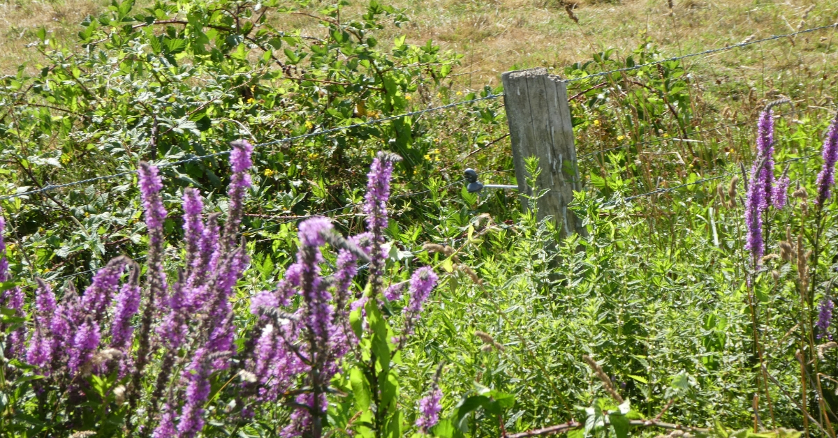 Exploring the Beauty of Nature in Rural France
