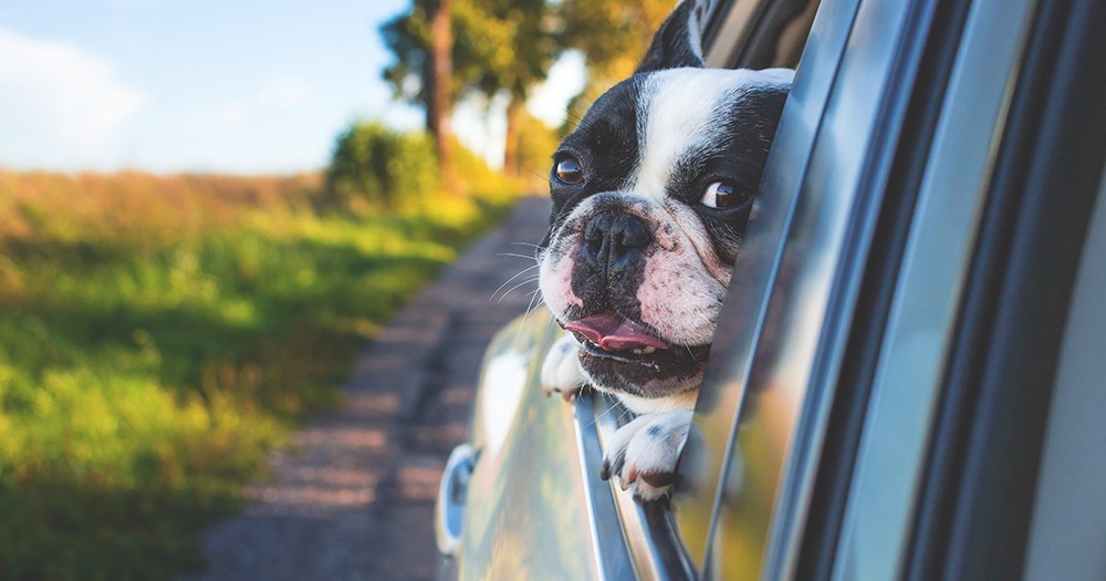 Dogs Welcome