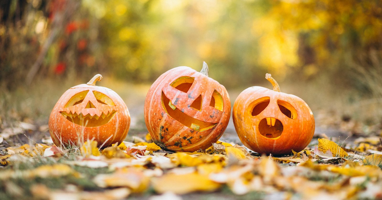 Three cute halloween pumpkins in autumn park