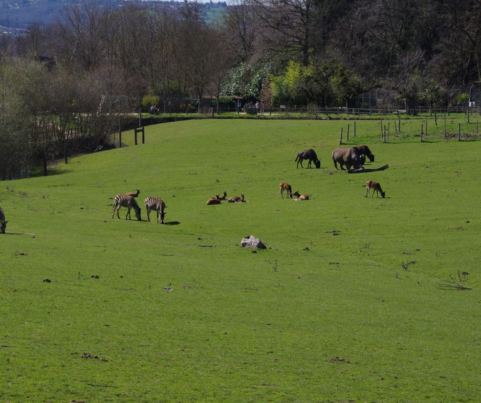 Landscape photo of the plains full of animals at Reynou Zoo