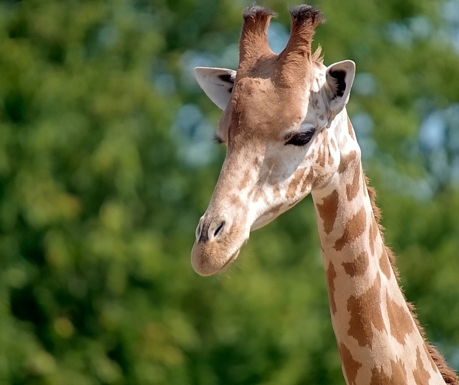 Photo of a Giraffe at Reynou Zoo