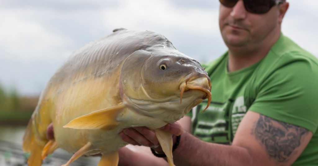 Guy caught a large Carp