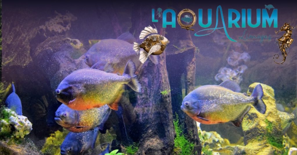 Limoges Aquarium Logo over a tank of fish