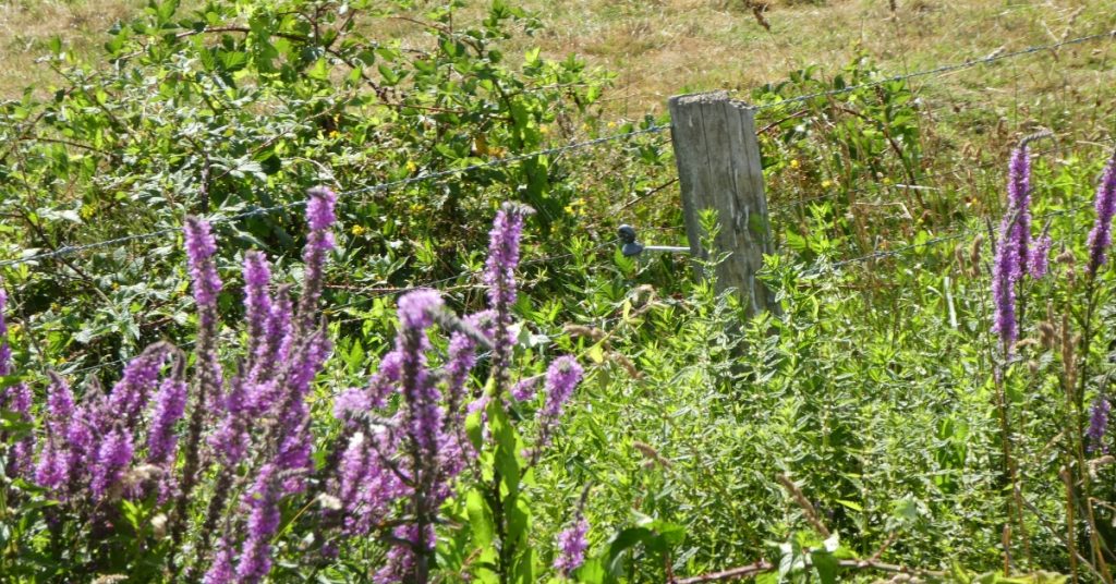 Beautiful Purple wildflowers growing against a fence