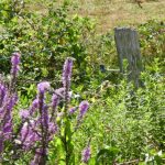 Beautiful Purple wildflowers growing against a fence