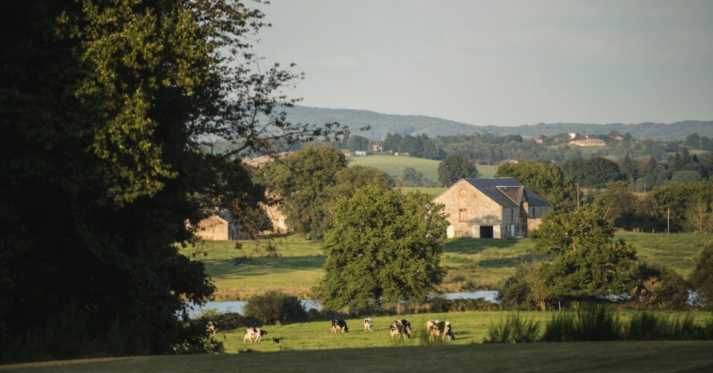 Cows in the countryside of france